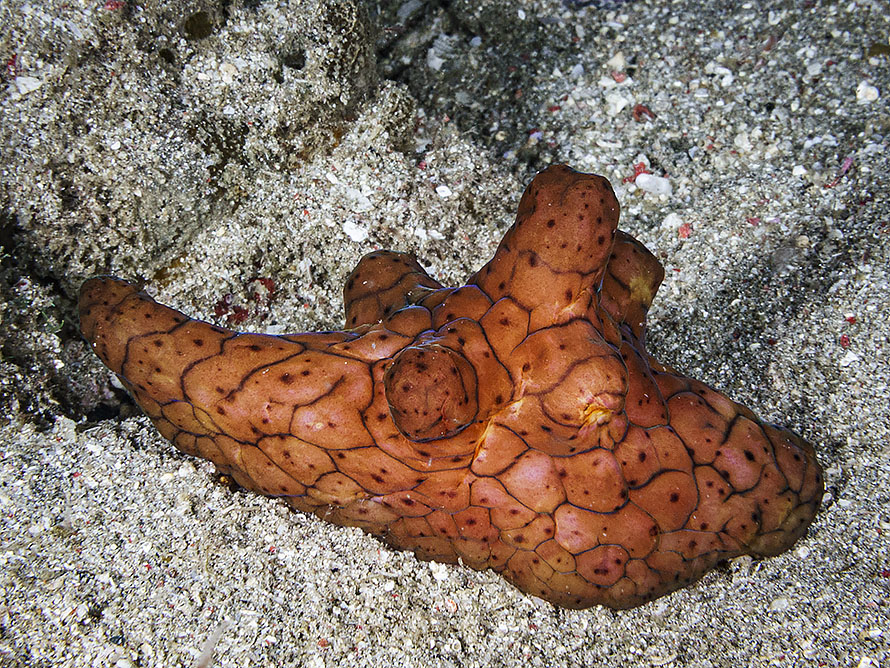 Coriocella nigra
